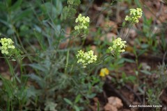 Biscutella auriculata