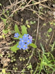 Myosotis sylvatica