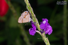 Rubroserrata ecbatana