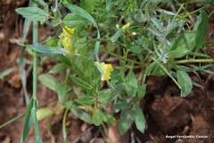 Linaria hirta
