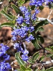 Ceanothus foliosus foliosus