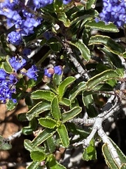 Ceanothus foliosus foliosus
