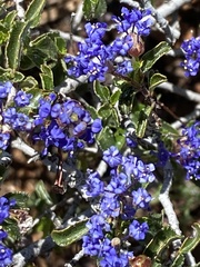 Ceanothus foliosus foliosus