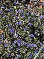 Ceanothus foliosus foliosus