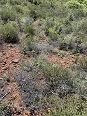 Ceanothus foliosus foliosus