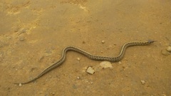 Thamnophis scaliger