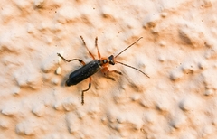 Metacantharis discoidea