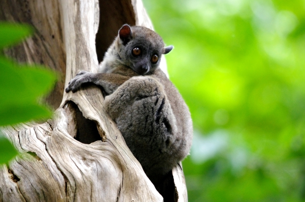 Ankarana Sportive Lemur