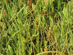 Cuscuta pacifica pacifica