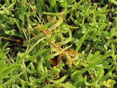 Cuscuta pacifica pacifica