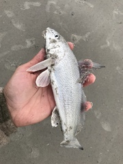 Menticirrhus littoralis