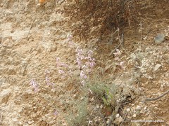 Matthiola fruticulosa