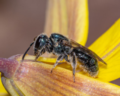 Lasioglossum coeruleum
