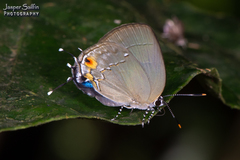 Ostrinotes halciones