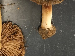 Inocybe mixtilis