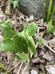 Trillium cernuum