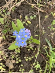 Myosotis sylvatica