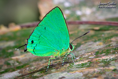 Chalybs janias