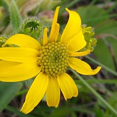 Arnica acaulis