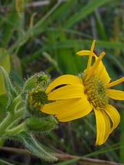 Arnica acaulis