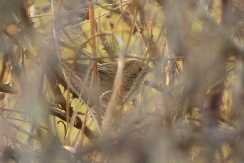 Common Grasshopper Warbler (Locustella naevia), photo 3