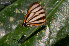 Arawacus separata