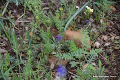 Calepina irregularis