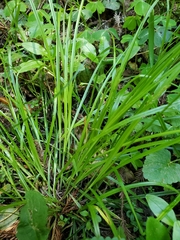 Carex deweyana