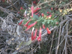 Loeselia mexicana