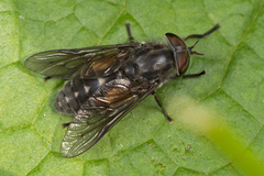 Hybomitra bimaculata
