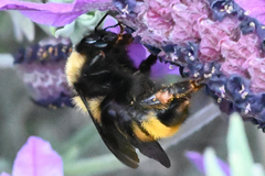 Bombus fervidus