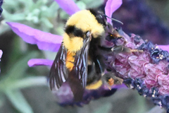 Bombus fervidus