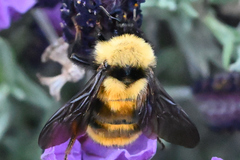 Bombus fervidus