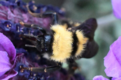Bombus fervidus