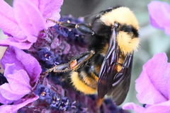 Bombus fervidus