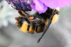 Bombus fervidus