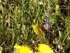 Euphydryas chalcedona