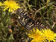 Euphydryas chalcedona