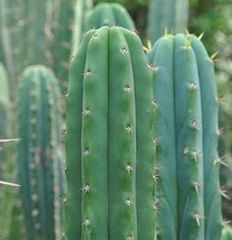 Trichocereus