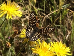 Euphydryas chalcedona