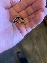 Apantesis nevadensis