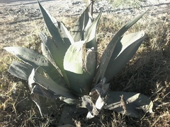 Agave