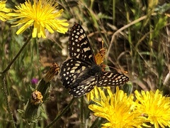 Euphydryas chalcedona