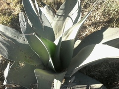Agave