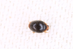 Scymnus auritus