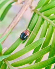 Prionocyphon discoideus