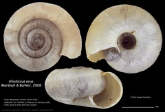 Allodiscus erua