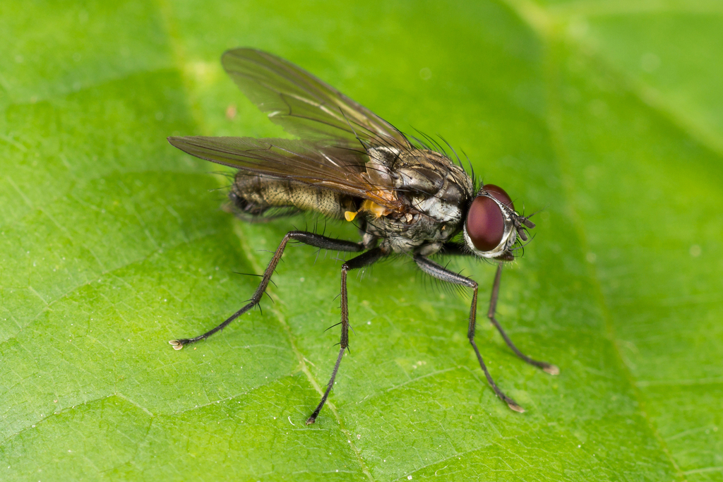 Root-fly