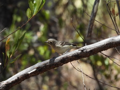 Vireo huttoni cognatus
