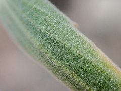 Boechera subpinnatifida